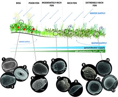 Testate Amoeba Functional Traits and Their Use in Paleoecology